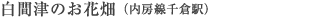 白間津のお花畑